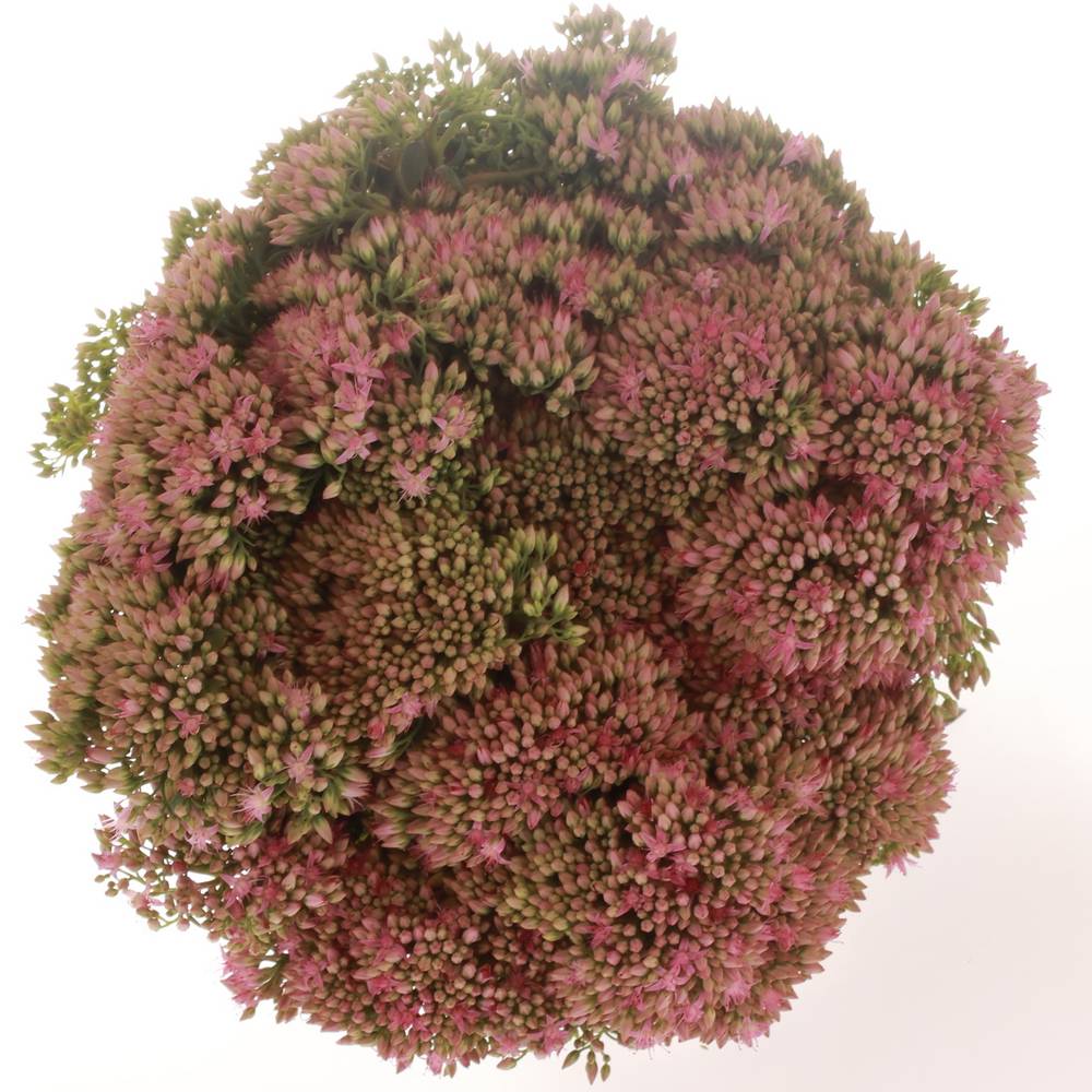Sedum rosa Natur Mini 50cm