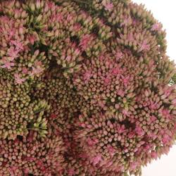 Sedum rosa Natur Mini 50cm