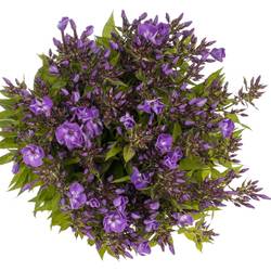 Phlox lila Laura 55m