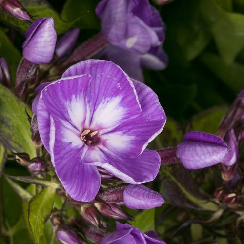 Phlox lila Laura 55m