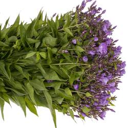 Phlox lila Laura 55m