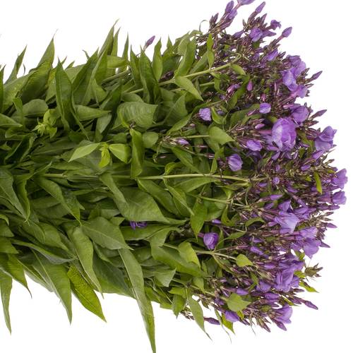 Phlox lila Laura 55m