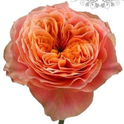 Rose orange Dorset gefüllt 40cm 