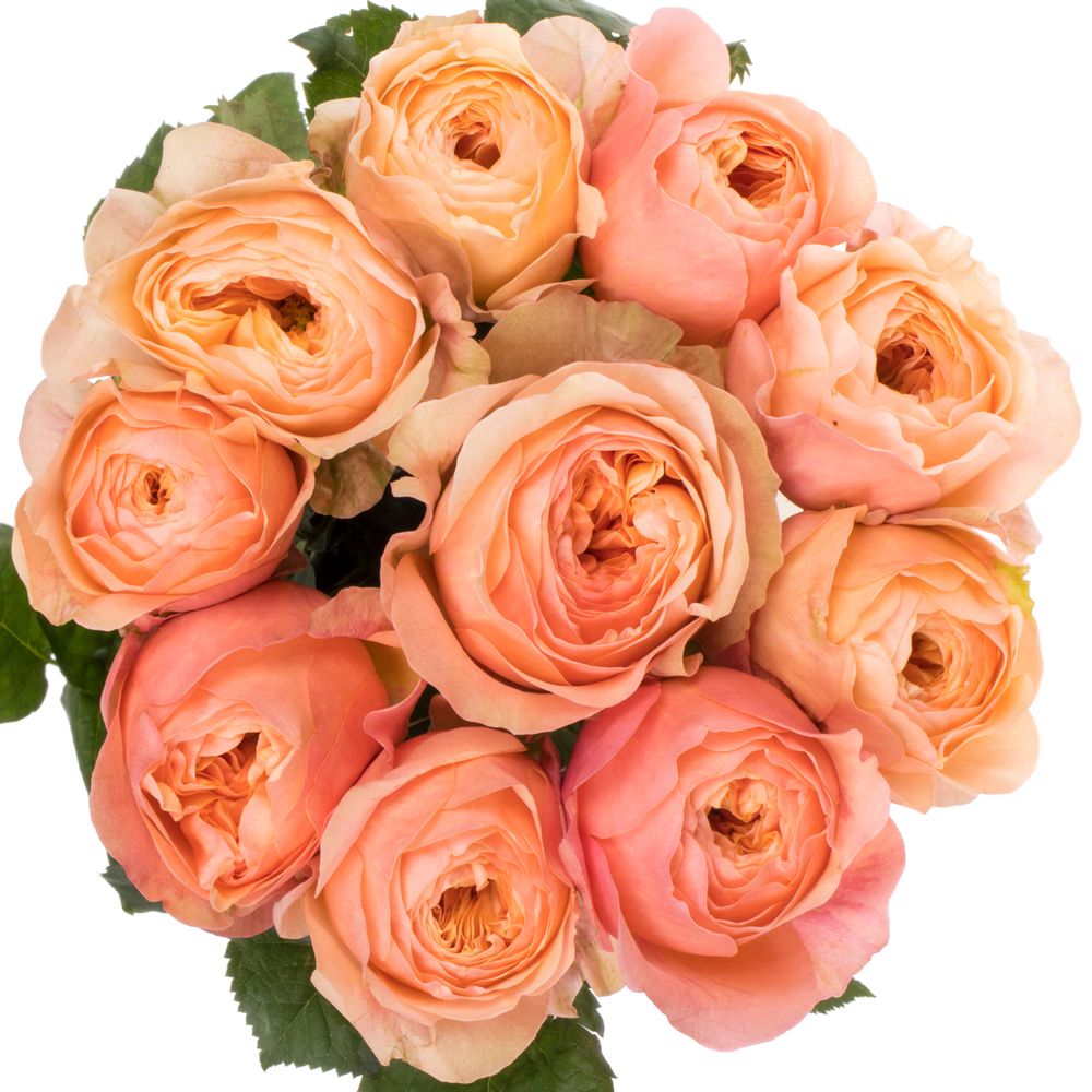 Rose orange Dorset gefüllt 40cm 