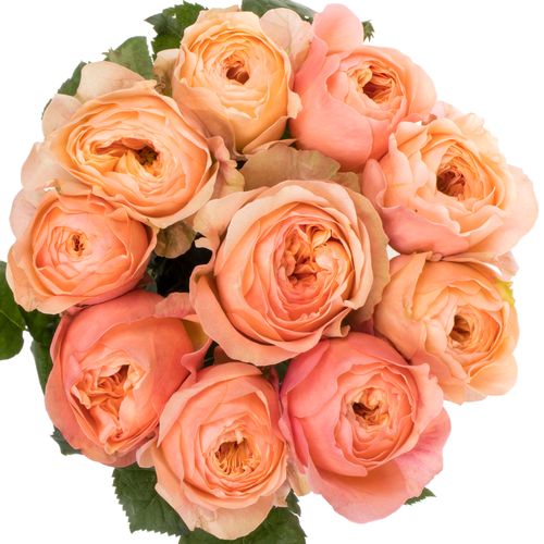 Rose orange Dorset gefüllt 40cm 