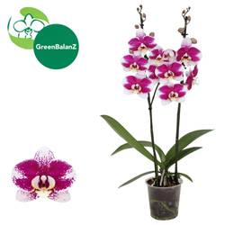 Phal.2-R Barcelona T12 H065