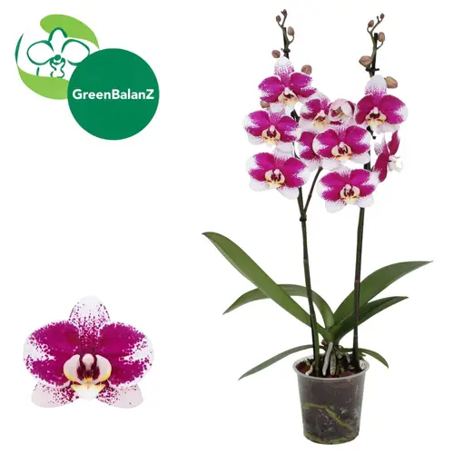 Phal.2-R Barcelona T12 H065
