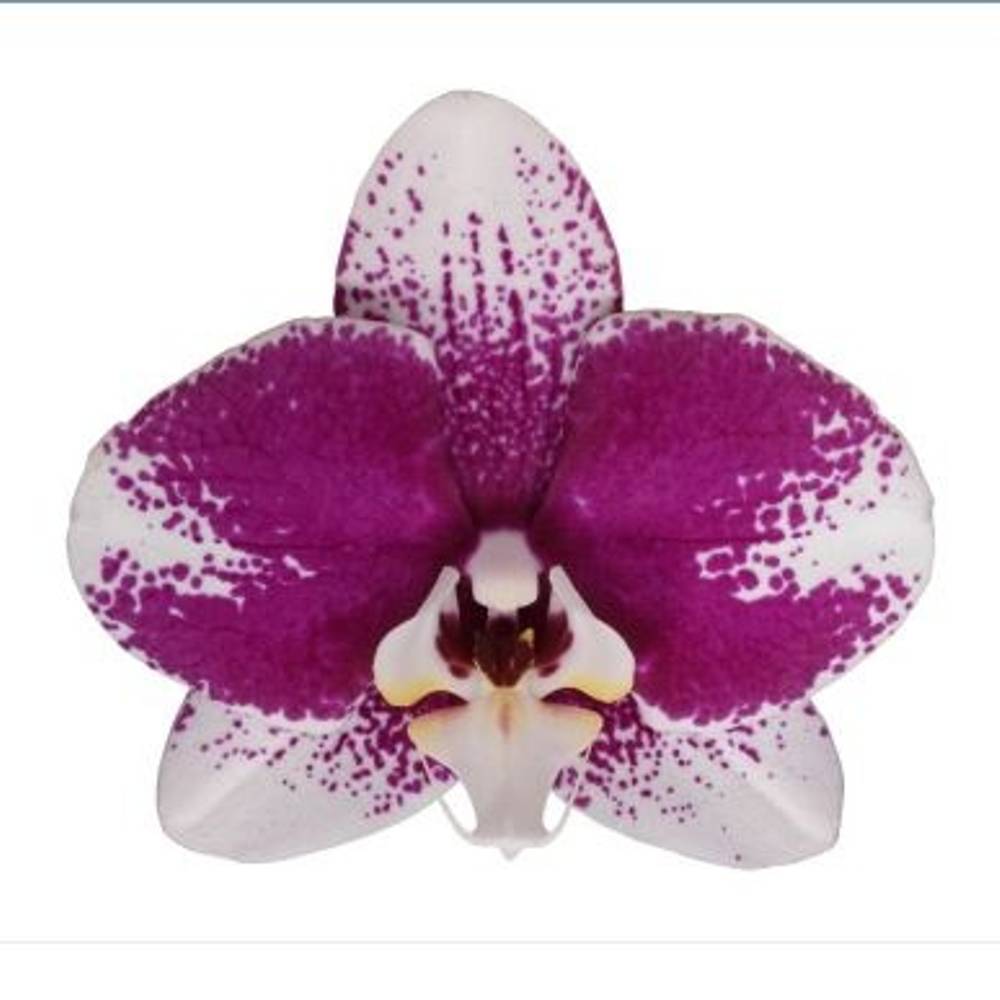 Phal.2-R Barcelona T12 H065