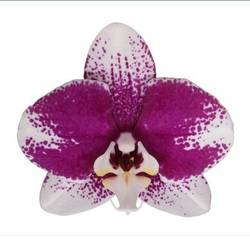 Phal.2-R Barcelona T12 H065