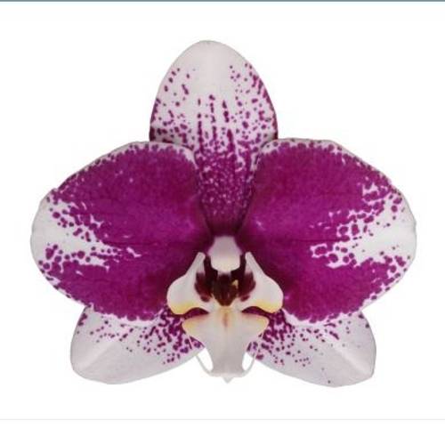Phal.2-R Barcelona T12 H065