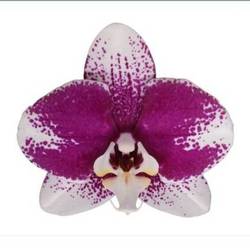 Phal.2-R creme/weiss/rosa Barcelona T12 H065