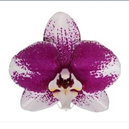 Phal.2-R creme/weiss/rosa Barcelona T12 H065