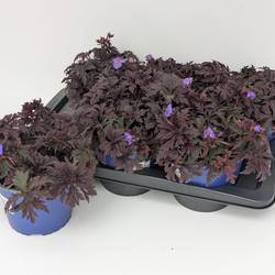 Geranium lila Rozanne T17 H020