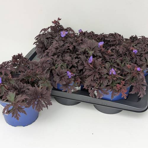 Geranium lila Rozanne T17 H020