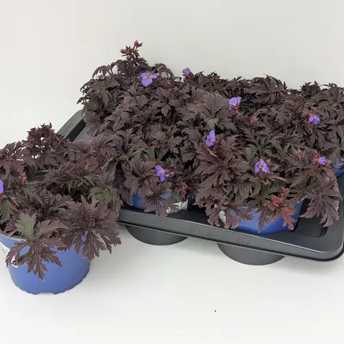 Geranium lila Rozanne T17 H020