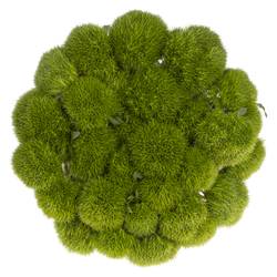 Bartnelke dunkel grün Kiwi Mellow 40cm