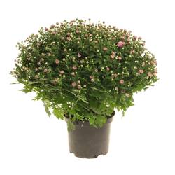 Chrys.Kugel rosa 40cm T19 H40