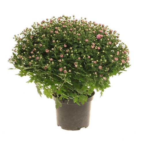 Chrys.Kugel rosa 40cm T19 H40