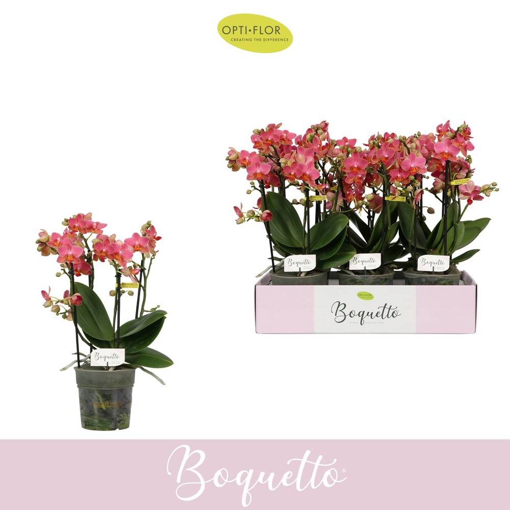 Phal.3-R hell rosa Boquetto Charme T12 H035