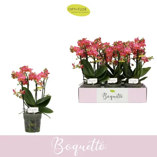 Phal.3-R hell rosa Boquetto Charme T12 H035