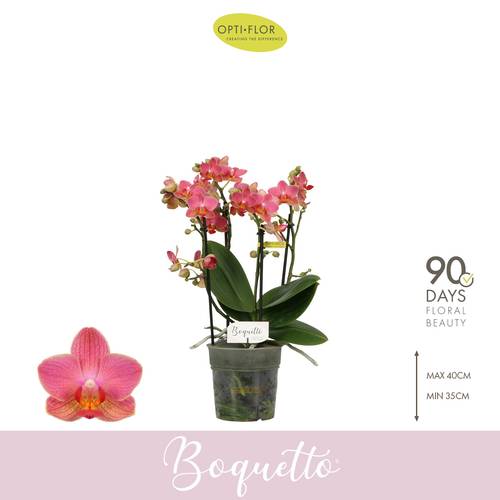 Phal.3-R hell rosa Boquetto Charme T12 H035
