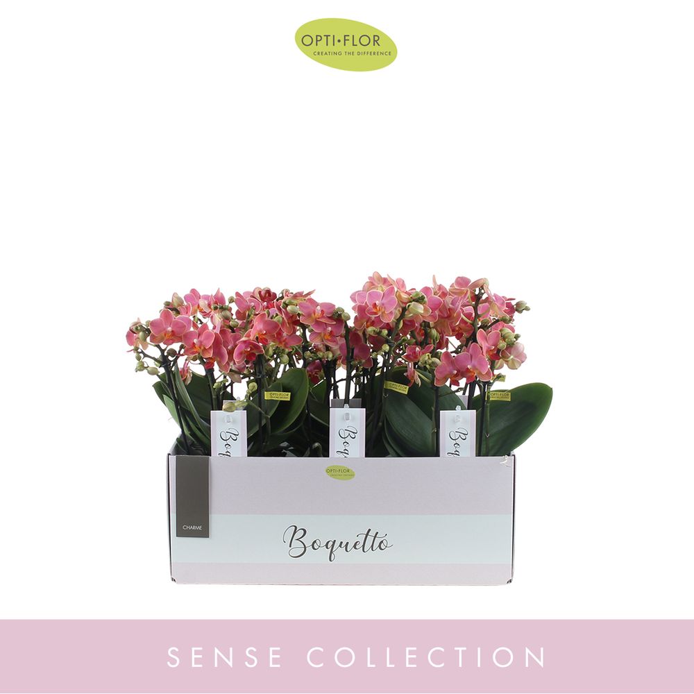 Phal.3-R rosa Boquetto Charme T12 H35