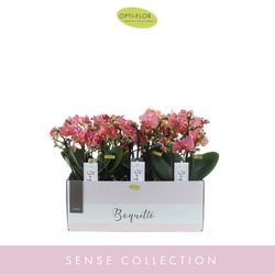 Phal.3-R rosa Boquetto Charme T12 H35