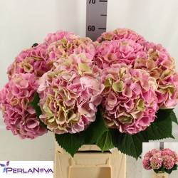 Hortensie rosa/grün Heaven classic Bol 18cm 60cm