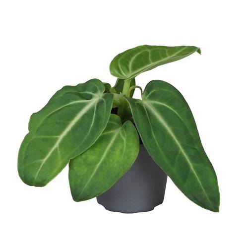 Anthurium Andr. Hybrid Villen T06 H010