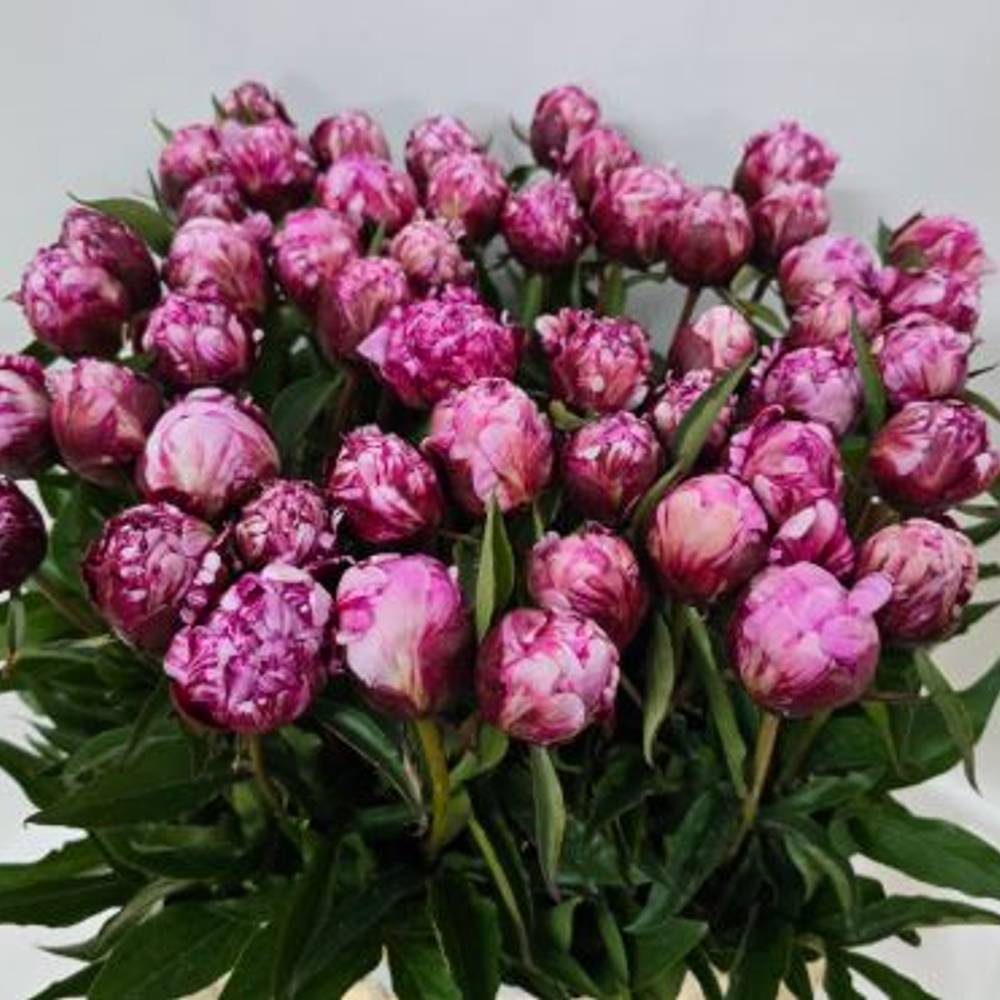 Pfingstrose lila/rosa Candy Stripe 60cm