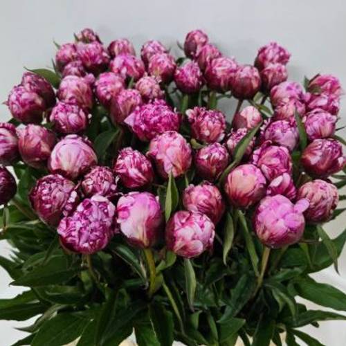 Pfingstrose lila/rosa Candy Stripe 60cm