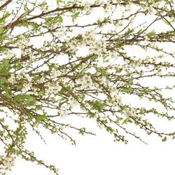 Spirea Grefsheim 70cm