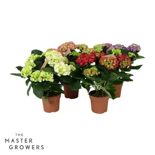 Hortensie mix 5+Blüte T14 H040