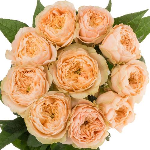 Rose apricot Sweet Harper gefüllt 40cm