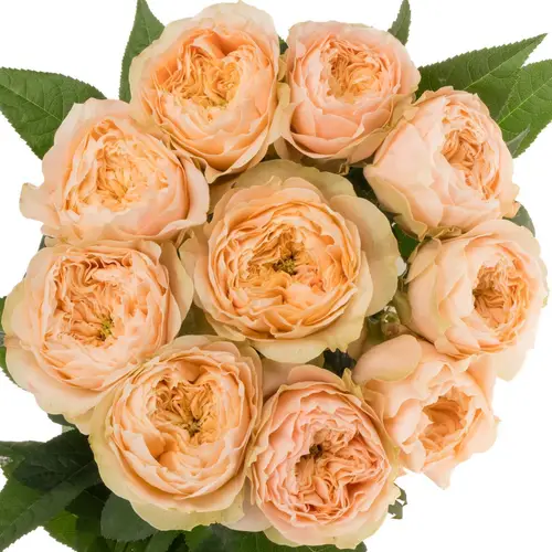 Rose apricot Sweet Harper gefüllt 40cm