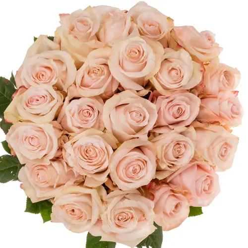 Rose lachs/apricot Pomarosa 50cm