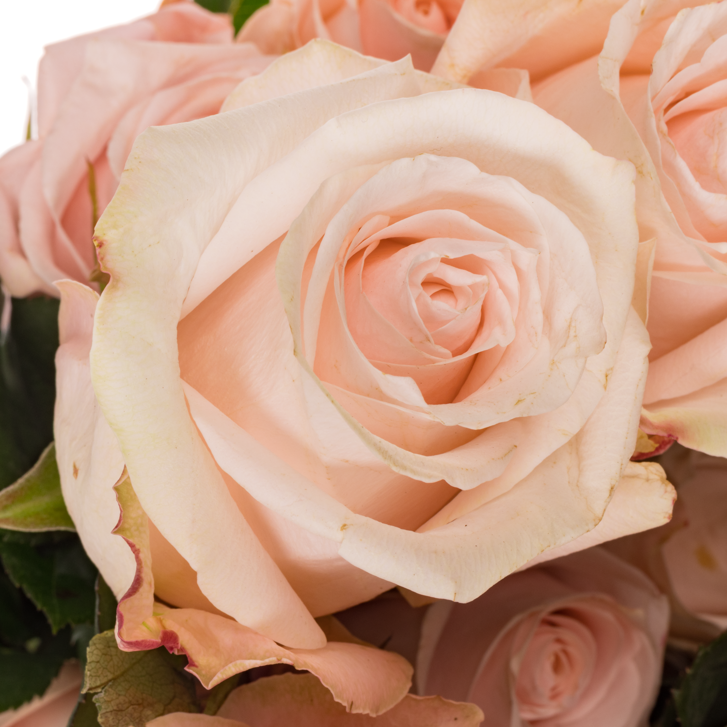Rose lachs/apricot Pomarosa 50cm