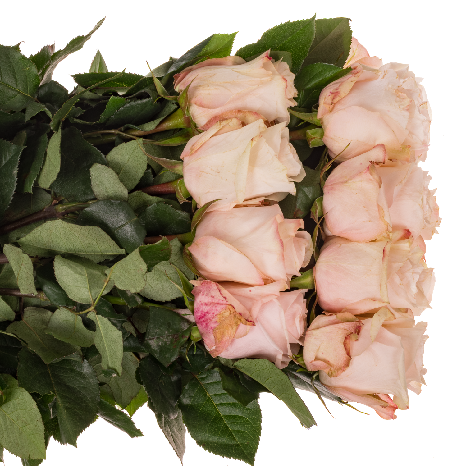 Rose lachs/apricot Pomarosa 50cm