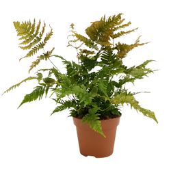 Dryopteris Erythrosora T17 H50