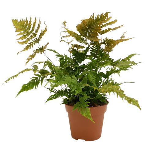 Dryopteris Erythrosora T17 H50