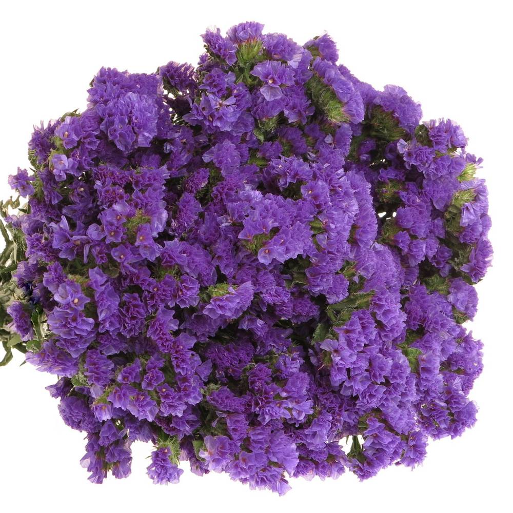 Statice blau/lila 40cm