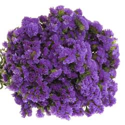 Statice blau/lila 40cm