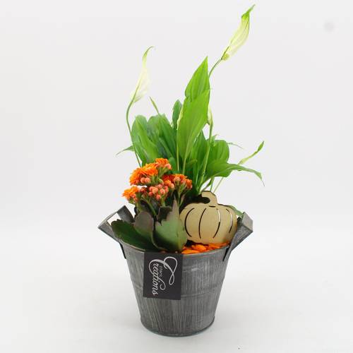Spath.Arr-2514 Herbst T13 H030