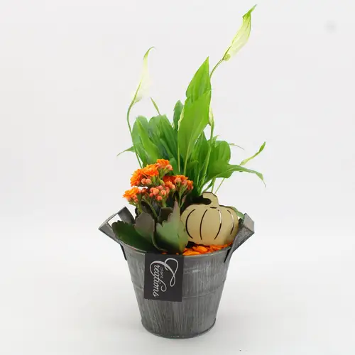 Spath.Arr-2514 Herbst T13 H030
