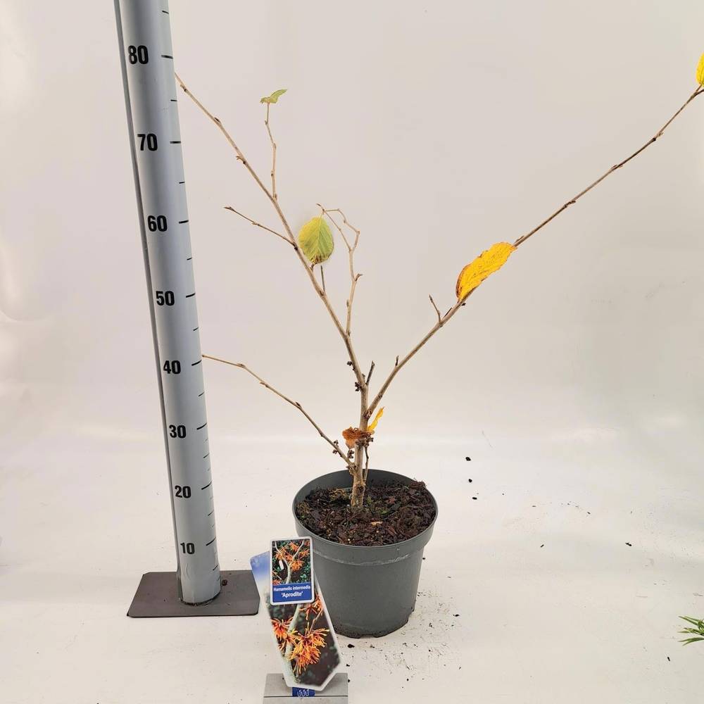 Hamamelis Aphrodite T23 H070