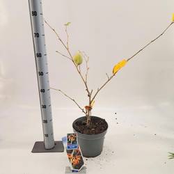 Hamamelis Aphrodite T23 H070