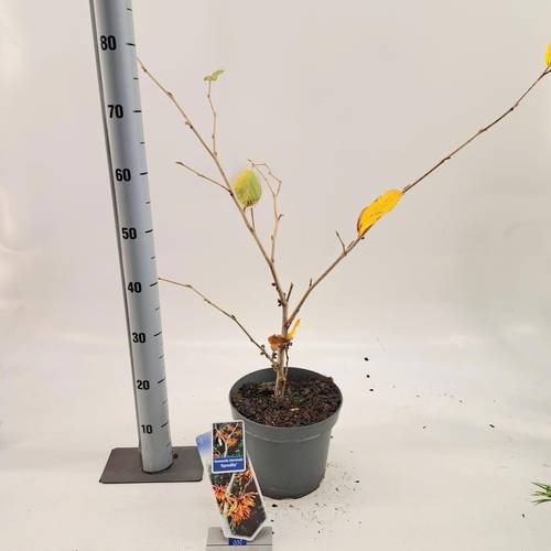Hamamelis Aphrodite T23 H070