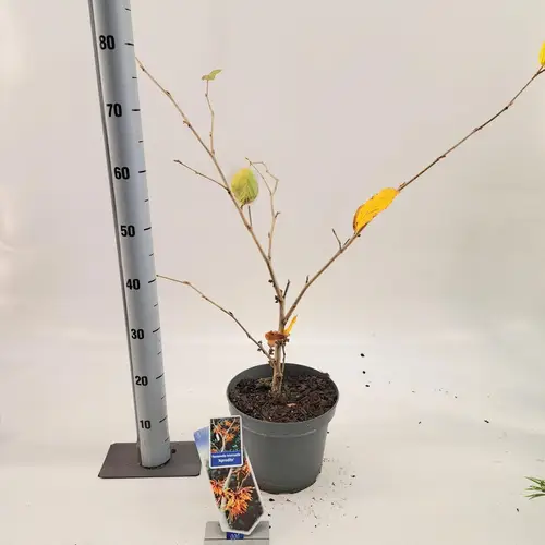 Hamamelis Aphrodite T23 H070