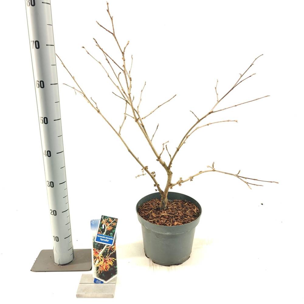 Hamamelis orange Aphrodite T23 H070