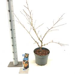 Hamamelis orange Aphrodite T23 H070